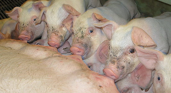 Photo of Pigs